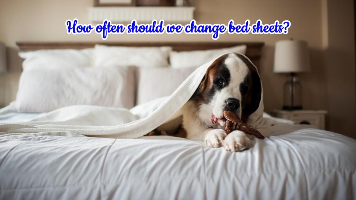 How Often Should You Change Your Bed Sheets Sonoro Kate